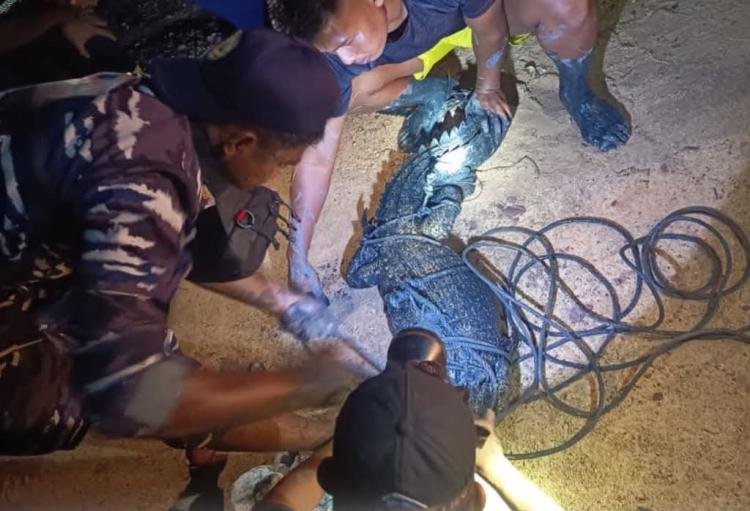 Damkar Lingga Evakuasi Buaya Muara Sepanjang 1 Meter dari Sungai Desa Nerekeh
