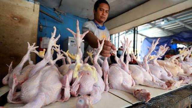 Jelang Akhir Tahun, Harga Ayam Potong di Batam Tembus Rp 49 Ribu Per Kilogram