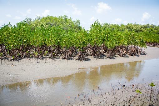 Rekontruksi Mangrove di Batam bagai Memadamkan Bara dengan Minyak