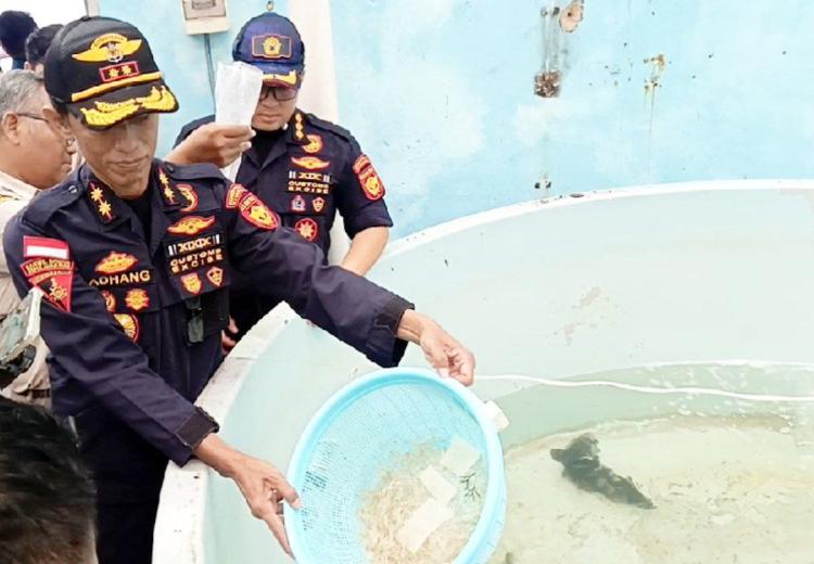 130 Ribu Benih Lobster Selundupan Digagalkan Bea Cukai Kepri, Dilepasliarkan di Batam