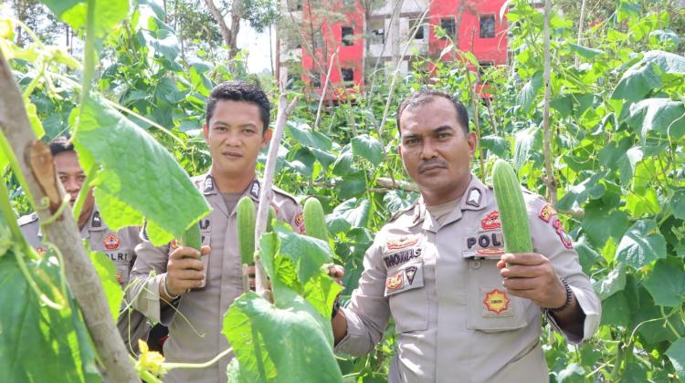 Dukung Program Asta Cita, Sat Samapta Polres Lingga Panen 100 Kg Mentimun