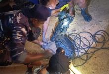 Damkar Lingga Evakuasi Buaya Muara Sepanjang 1 Meter dari Sungai Desa Nerekeh