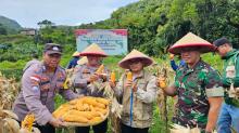 Panen Jagung di Lahan Warga Jadi Bukti Komitmen Polres Anambas Dukung Swasembada Pangan