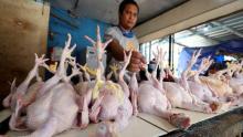 Jelang Akhir Tahun, Harga Ayam Potong di Batam Tembus Rp 49 Ribu Per Kilogram