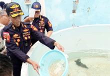130 Ribu Benih Lobster Selundupan Digagalkan Bea Cukai Kepri, Dilepasliarkan di Batam