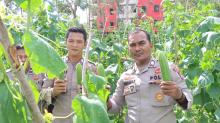 Dukung Program Asta Cita, Sat Samapta Polres Lingga Panen 100 Kg Mentimun