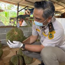 Karantina Kepri Periksa Pengiriman Durian Tanjung Batu ke Sejumlah Daerah
