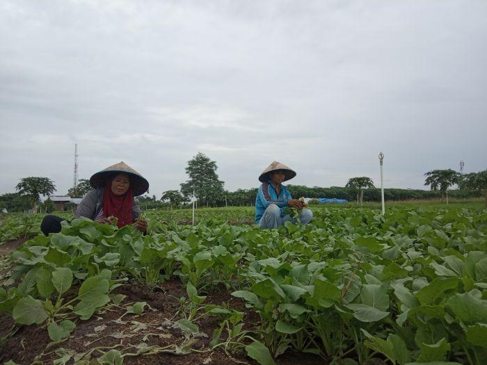 Warga Ruli Kebun Sayur Sungai Binti Demo ke BP Batam
