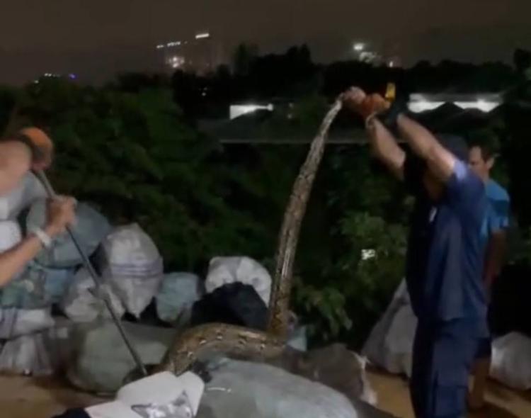 Warga Geger! Ular Piton 4,5 Meter Bersembunyi di Tumpukan Karung di Bengkong Batam