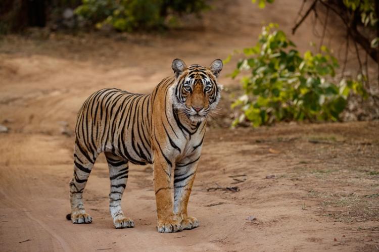 72 Harimau Mati Mendadak di Chiang Mai dalam 10 Hari, Ini Penyebabnya