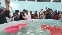 Bea Cukai Kepri Gagalkan Penyelundupan 104 Ribu Benih Lobster Senilai Rp11 Miliar