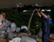 Warga Geger! Ular Piton 4,5 Meter Bersembunyi di Tumpukan Karung di Bengkong Batam