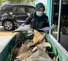 Karantina Kepri Terbitkan Sertifikat 34,35 Kg Sirip Hiu Asal Natuna, Nilai Capai Rp37,8 Juta