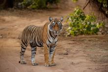 72 Harimau Mati Mendadak di Chiang Mai dalam 10 Hari, Ini Penyebabnya