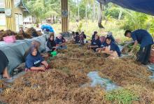 Harta Karun Hijau dari Pulau Lalang, Lingga dan BPBL Batam Sulap Rumput Laut Jadi Ekonomi Baru