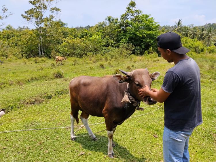 Idul Adha Sebentar Lagi, BUMDes Damar Desa Bukit Langkap Siap Suplai Sapi Qurban Berkualitas di Lingga