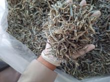 Panen Melimpah, 9,2 Ton Ikan Teri Kering Natuna Senilai Rp462 Juta Lulus Sertifikasi Karantina