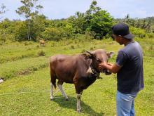 Idul Adha Sebentar Lagi, BUMDes Damar Desa Bukit Langkap Siap Suplai Sapi Qurban Berkualitas di Lingga