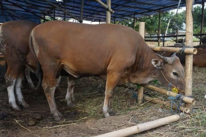 Tanpa Suntik Vaksin, Ribuan Ternak di Natuna Terbukti Bebas PMK Secara Alami