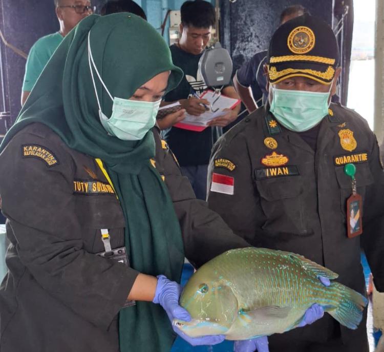 Ekspor Ikan Hidup Natuna Tembus Rp1,2 Miliar, Karantina Pastikan Semua Sehat