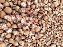 Harga Pinang Naik Jadi Rp22 Ribu per Kilogram, Warga Lingga Kepri Banting Setir Jadi Petani