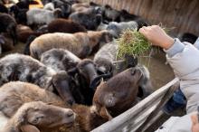 Kewaspadaan Zoonosis Menjelang Iduladha 2026, Kemenkes: Antraks Masih Ancaman
