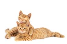 7 Manfaat Memelihara Kucing Menurut Studi Ilmiah: Turunkan Stres hingga Cegah Penyakit Jantung