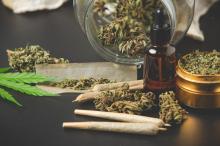 Anak Bupati dan Selebgram di Riau Positif Ganja Hanya Dirawat Jalan, BNN: Dia Terpapar Asap dari Pengguna Lain