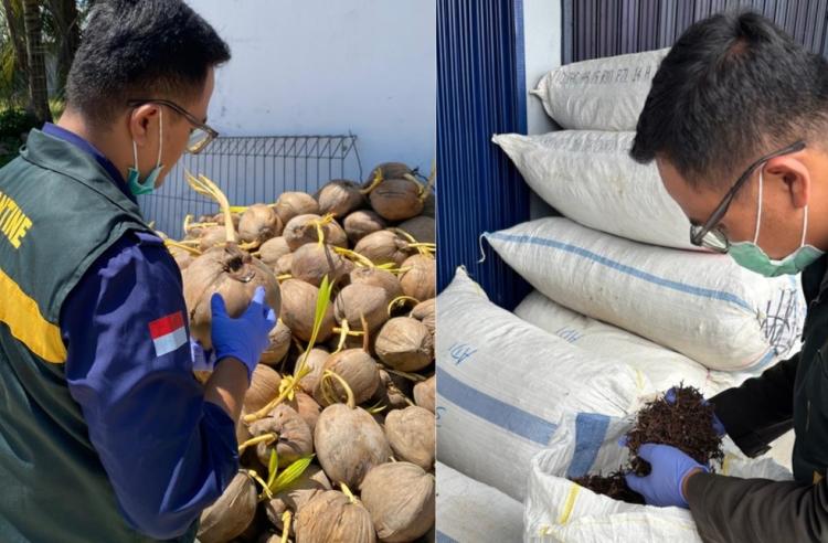 Pertanian Natuna Bergeliat, Ribuan Kilogram Cengkeh dan Kelapa Jambul Dipasarkan ke Luar Daerah