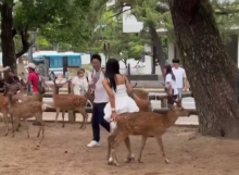Aksi Nekat Wisatawan di Nara Park: Duduki Rusa Sambil Bergoyang, Netizen Murka