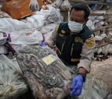 Karantina Kepri Loloskan 290 Ton Ikan Natuna ke Jakarta, Nilai Ekonomi Capai Rp4,45 Miliar